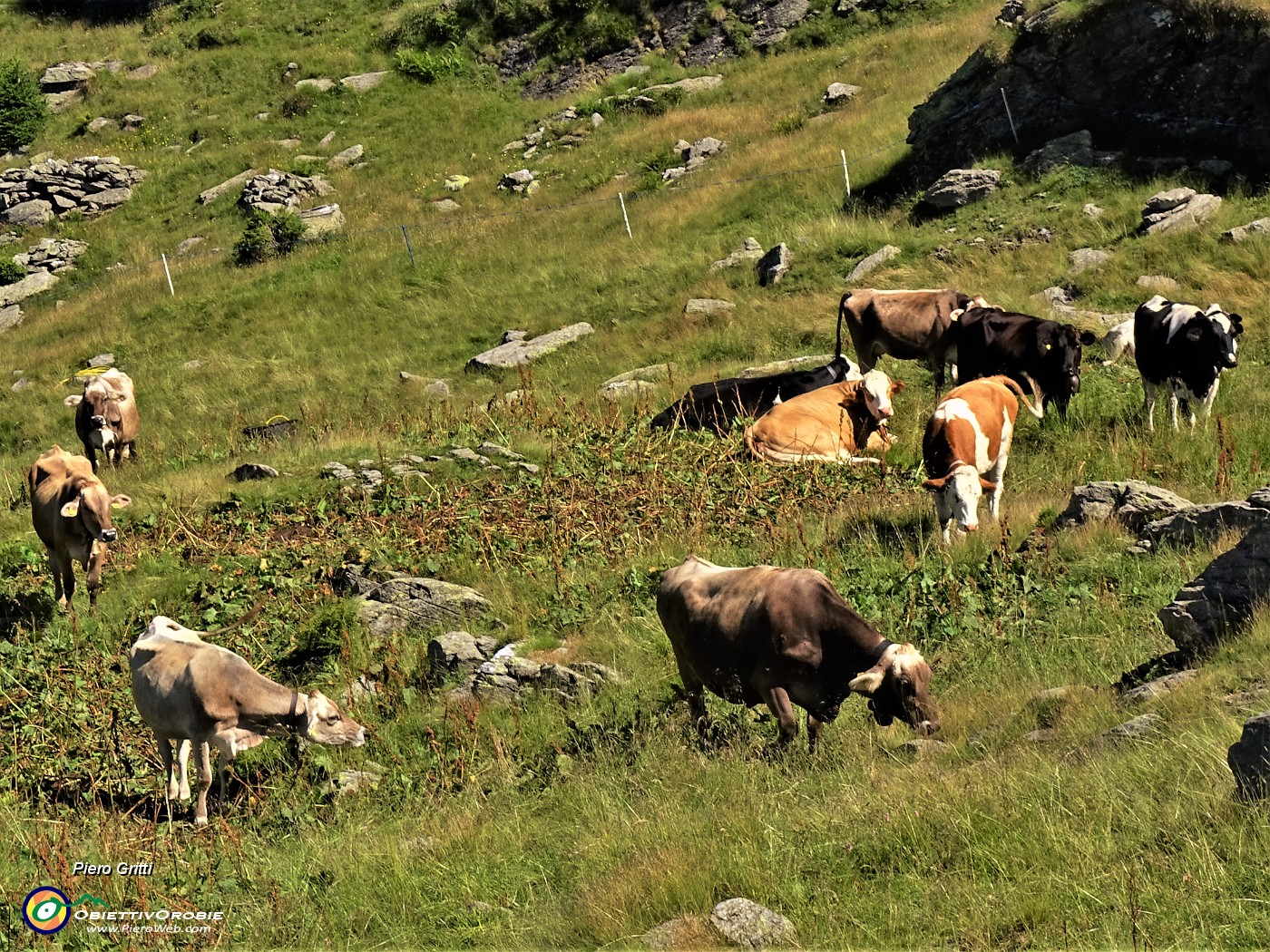 19 Mandria al pascolo alla Baita Arlletto (1860 m).JPG